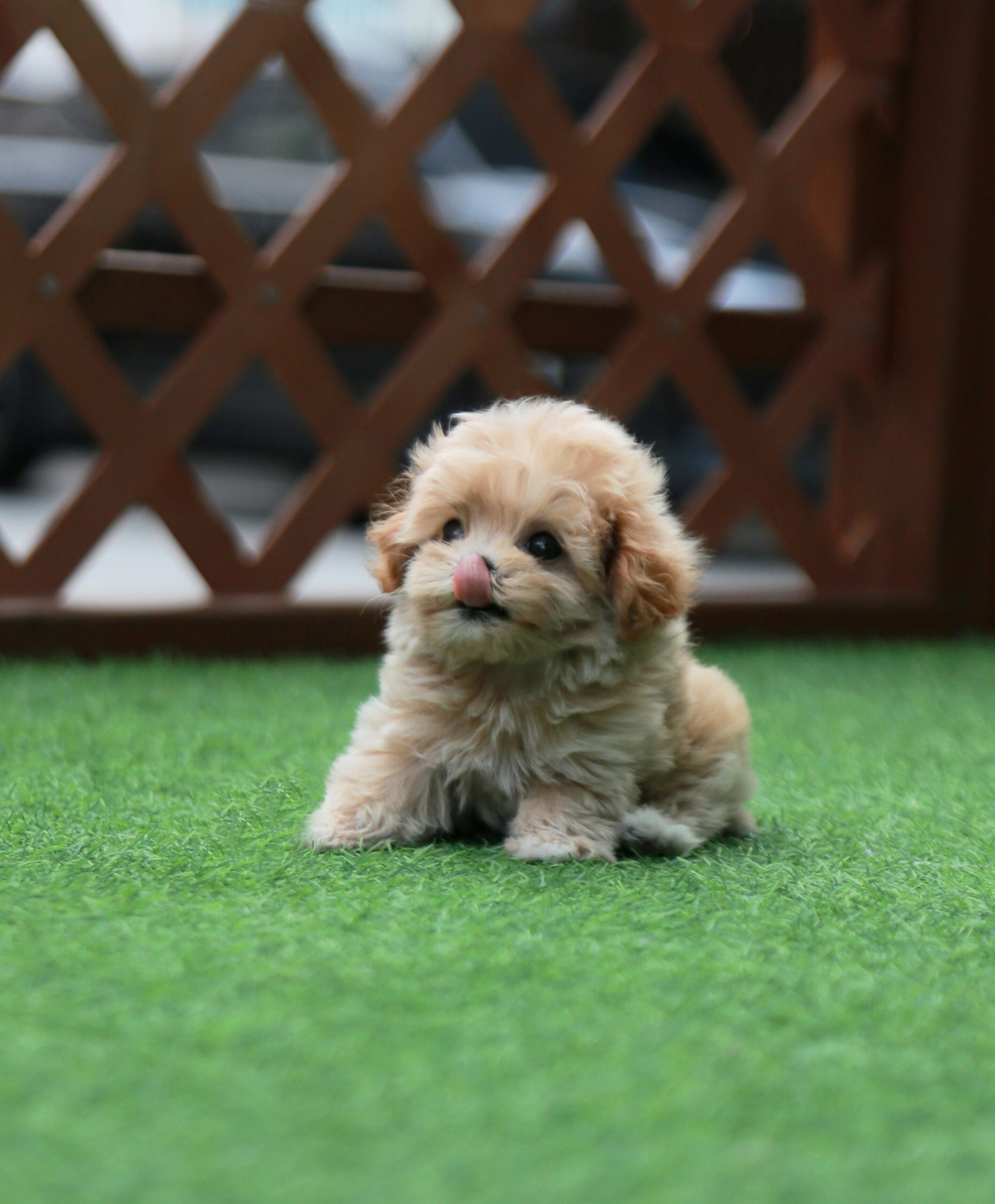 Maltipoo