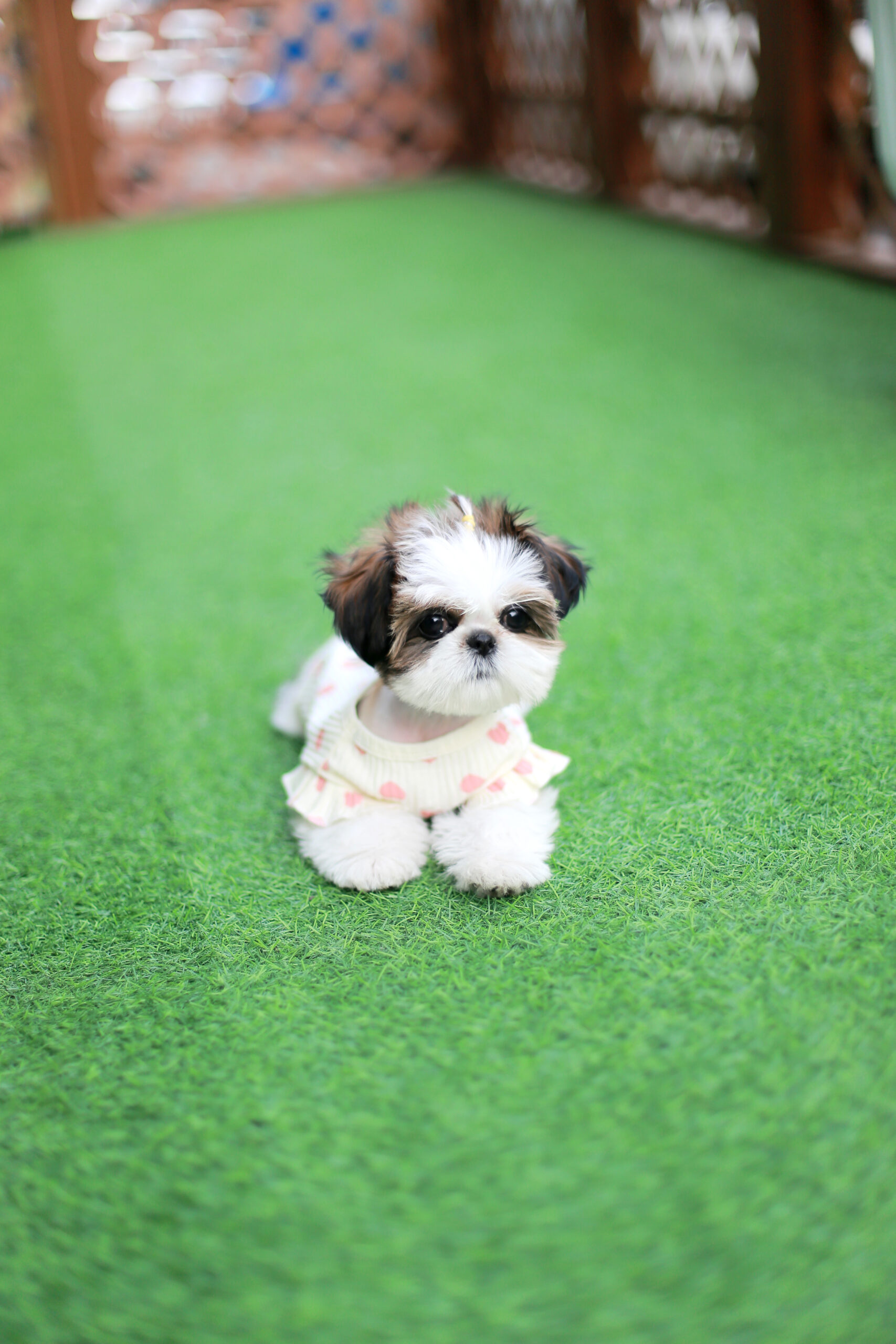 Shih Tzu